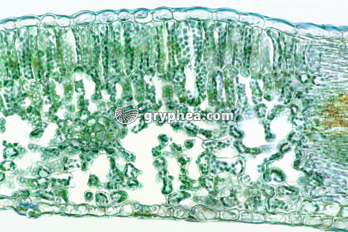 Feuille de Berberis CT x25 - gryphea.com